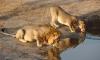 10 Days Mission/Faith tours and wildlife safaris in Kenya