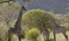 Tanzania wildlife safaris 8 days